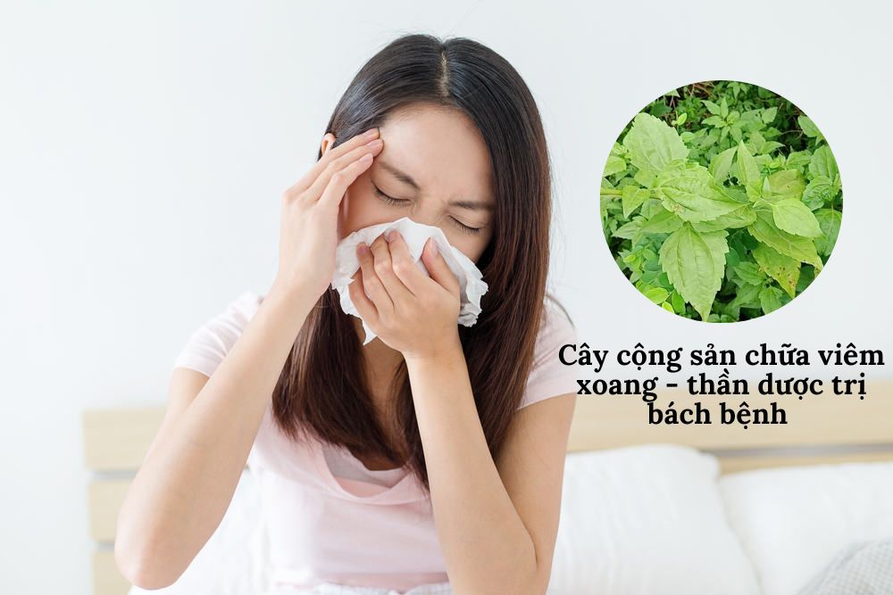 Có những loại bệnh viêm xoang nào mà cây cộng sản có thể chữa trị?
